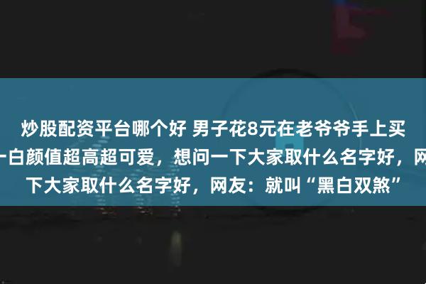 炒股配资平台哪个好 男子花8元在老爷爷手上买了两只小土狗，一黑一白颜值超高超可爱，想问一下大家取什么名字好，网友：就叫“黑白双煞”